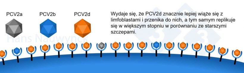 PCV2 jest wirusem podlegającym ciągłej ewolucji, a obecnie dominującym szczepem jest PCV2d, kt&oacute;ry zmienił swoją powierzchnię, aby lepiej wiązać się z receptorami na limfoblastach.
