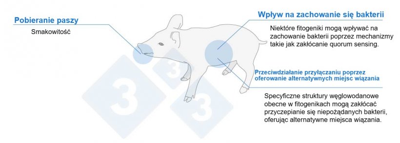 Rys. 1. Fitogeniki mogą wspomagać prosięta poprzez różne mechanizmy.
