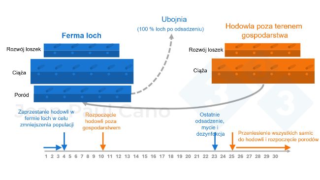 Ryc. 2. Harmonogram i schemat przepływu zwierząt podczas procesu likwidacji i ponownego zasiedlania.
