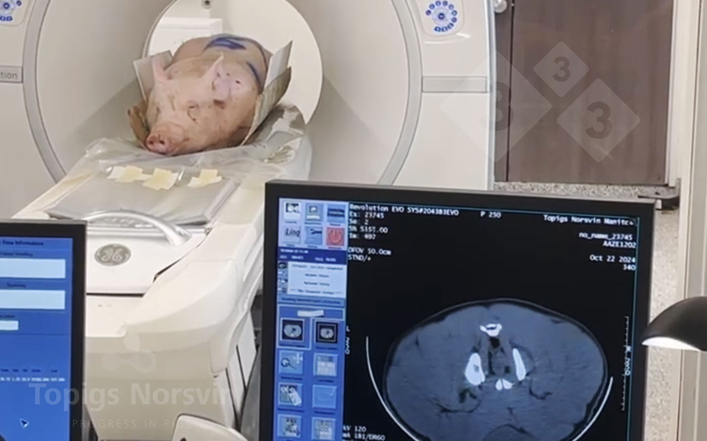 <p>Ryc. 4. Knury są umieszczane w pozycji leżącej na skanerze TK. Cały proces trwa mniej niż 10 minut.</p>
