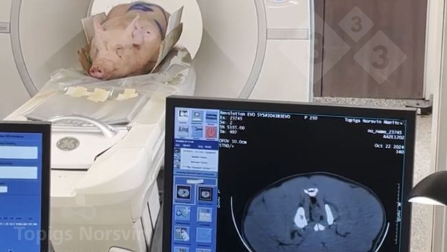 Ryc. 4. Knury są umieszczane w pozycji leżącej na skanerze TK. Cały proces trwa mniej niż 10 minut.
