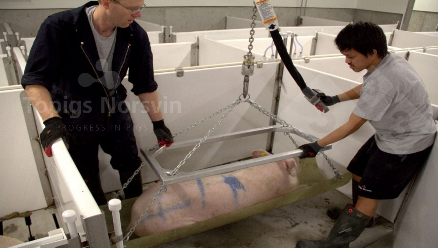 <p>Ryc. 2. Zwierzęta są sedowane, aby zachowały spok&oacute;j podczas zabiegu.</p>
