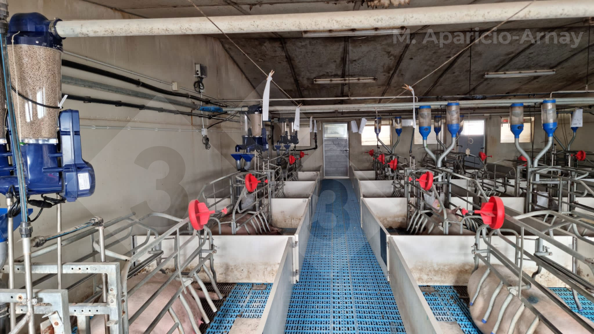 <p>Fot 2. Precyzyjne żywienie w okresie laktacji loch</p>
