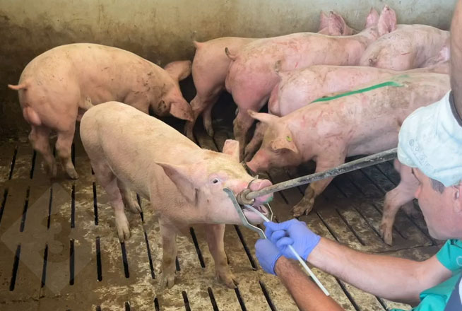 <p>Pobieranie pr&oacute;bek metodą wymazu z migdałk&oacute;w.</p>
