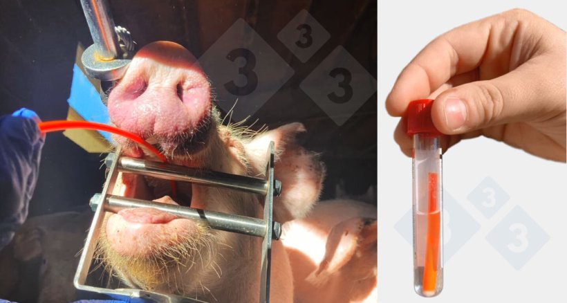 Pobieranie pr&oacute;bek&nbsp;popłuczyn&nbsp;tchawiczo-oskrzelowych.
