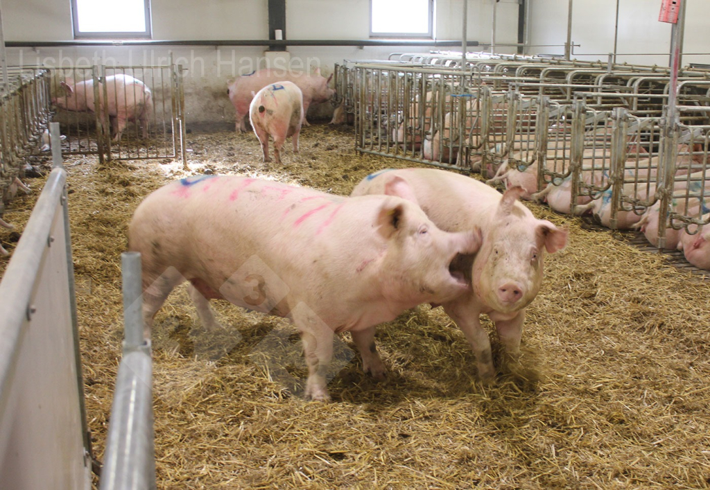 <p>Foto 1: Duński kojec krycia stosowany podczas mieszania loch &ndash; głęboka ści&oacute;łka ze słomy</p>
