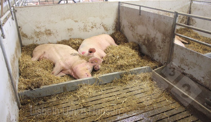 Zdjęcie 3: Kojec szpitalny z suchą ściółką ze słomy w strefie legowiskowej.