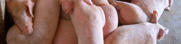 Pigs affected by the HP-PRRSV