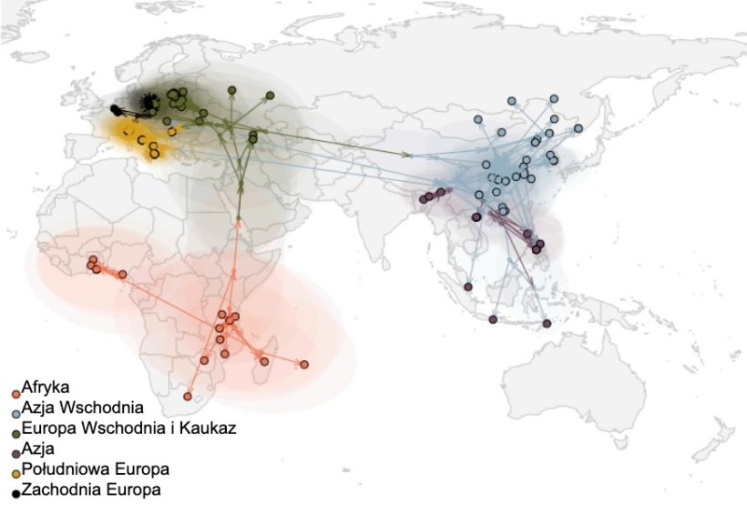Rycina 2. Globalne rozprzestrzenianie się wirusa ASF (Rossi et al. bioRxiv 2025).
