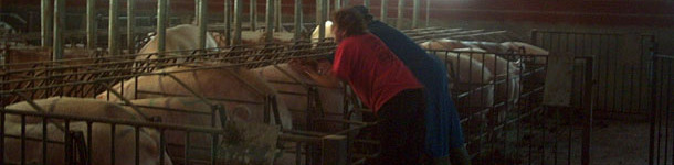 Recelando cerdas para IA