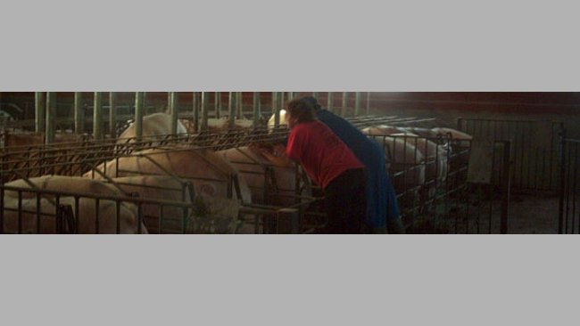 Recelando cerdas para IA