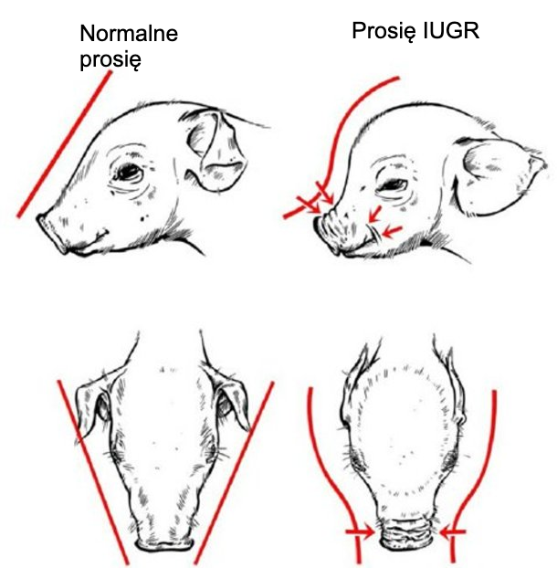 <p>Rycina 2. Delfinowaty kształt czaszki charakterystyczny dla prosiąt z IUGR (Hales i in., 2014).</p>

