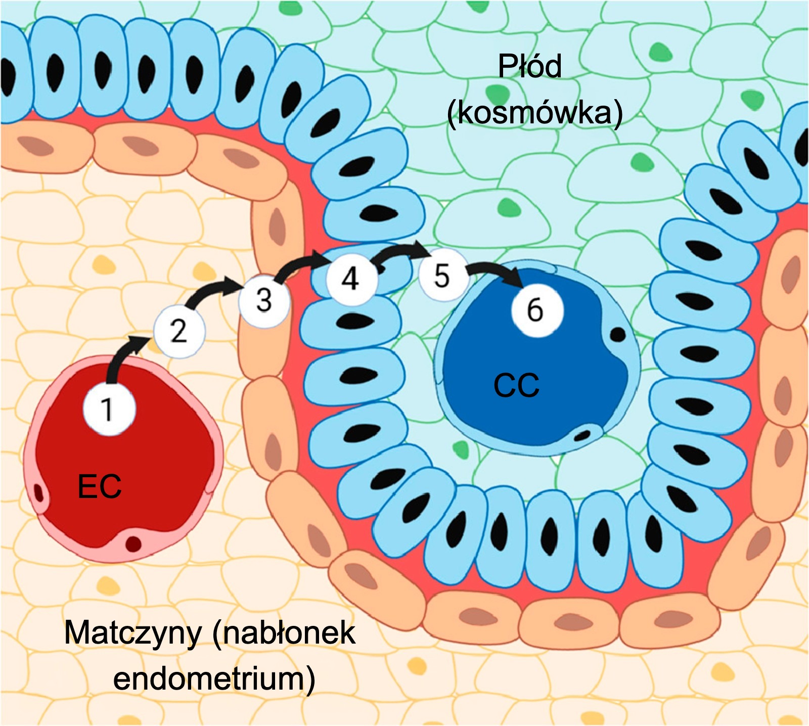 <p>Rycina 3. Łożysko świni i jego sześć warstw: (1) naczynia włosowate endometrium, (2) zrąb endometrium, (3) nabłonek endometrium, (4) nabłonek trofoblastu, (5) zrąb kosm&oacute;wki oraz (6) naczynia włosowate kosm&oacute;wki. Źr&oacute;dło: Almeida &amp; Alvarenga, 2022.</p>
