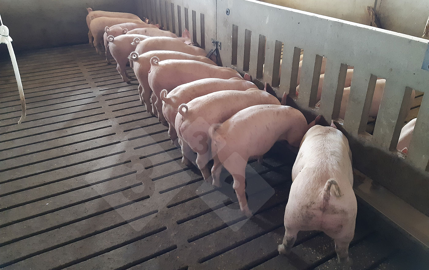 <p>Żywienie porcjowane &ndash; długie koryto.</p>
