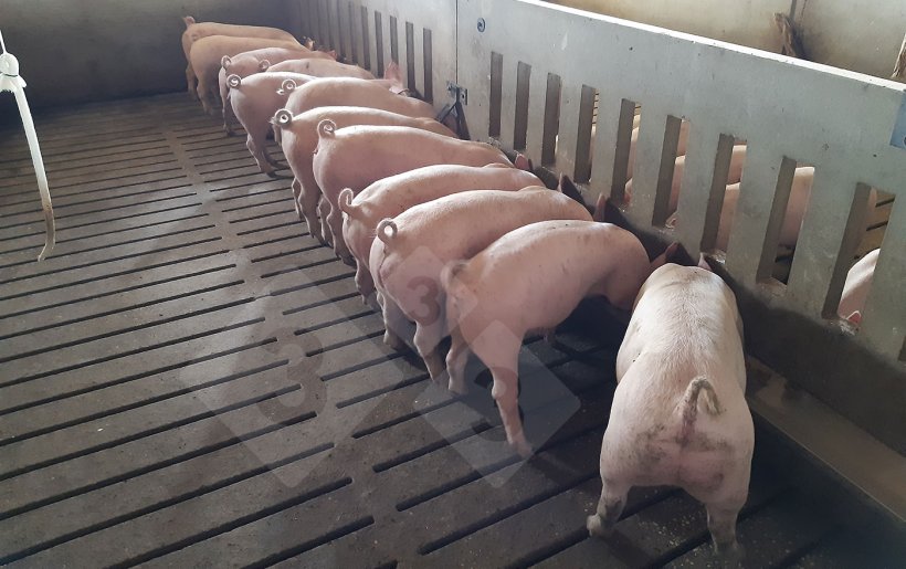 Żywienie porcjowane – długie koryto.