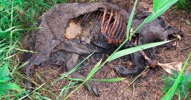 A carcass of a wild boar that was confirmed to die due to ASF