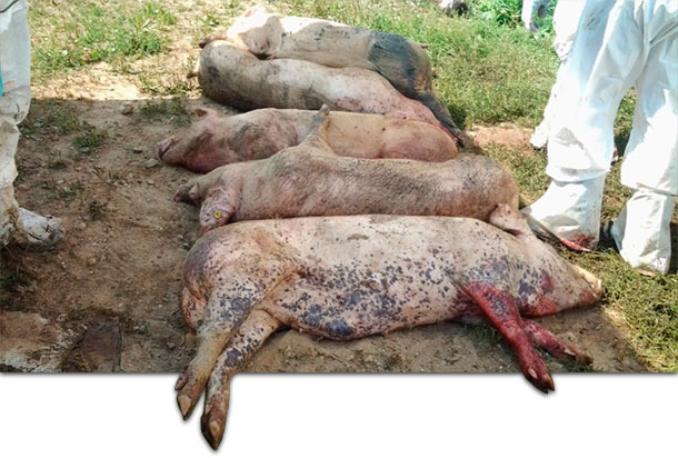 Carcasses of pigs infected with ASFV