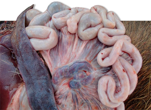 Enlarged spleen and mesenterical lymph nodes of wild boar infected with ASFV