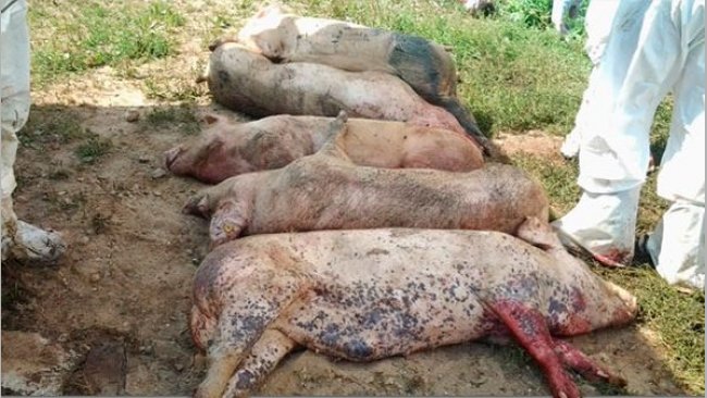 Carcasses of pigs infected with ASFV