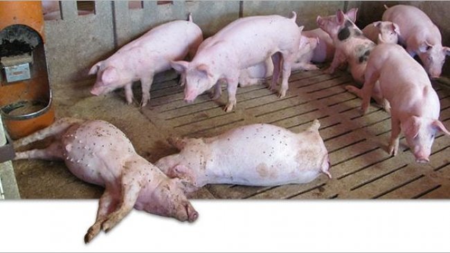 Dead pigs on the farm