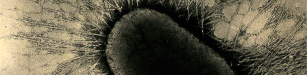  fimbrie lub białkowych pile E. coli mocno przyczepiają się do receptor&oacute;w glikoproteinowych enterocyt&oacute;w.