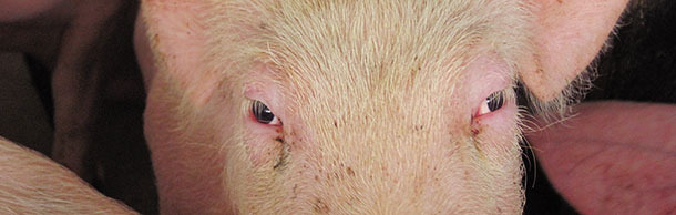  Nieznaczny obrzęk galaretowaty skóry powiek jest częstym objawem u chorych świń; wyglądają jak "pijane, piskliwe szczenięta"