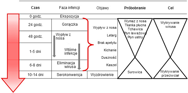 Targeted sample collection for direct or indirect detection and diagnosis of influenza A virus infection in swine