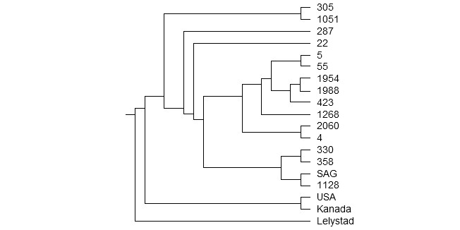 Dendogram of the PRRSv in Chile