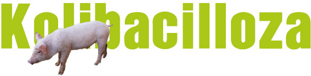 Colibacilosis