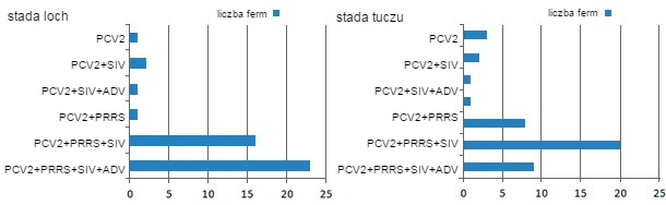 Seropozytywność u świń