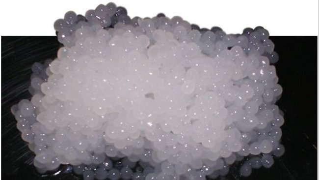 Undiluted pig semen capsules