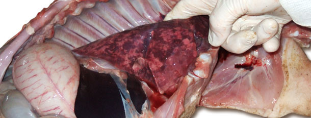 Powiększone, niezapadnięte, gumowate, marmurkowe płuca świadczą o śródmiąższowym zapaleniu płuc