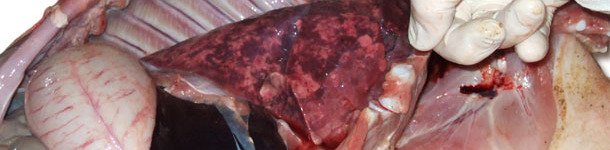 Powiększone, niezapadnięte, gumowate, marmurkowe płuca świadczą o śródmiąższowym zapaleniu płuc