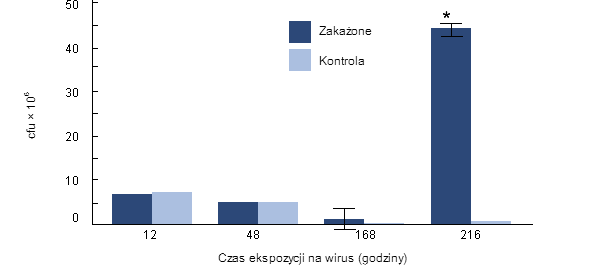 Przeżywalność wewnątrzkomórkowa H. parasuis w makrofagach pęcherzykowych, pobranych od zakażonych wcześniej PRRSv świń.