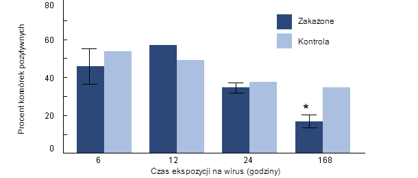 Wskaźnik fagocytozy H. parasuis przez makrofagii pęcherzykowe, pobranych od zakażonych wcześniej PRRSv świń.