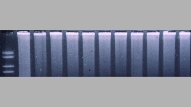 Fluorogenic PCR