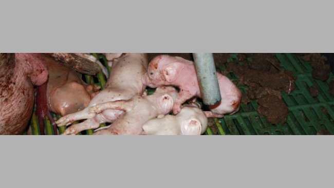 Martwo urodzone prosięta