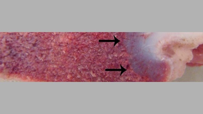 Niedobory witaminy D u świń (II)