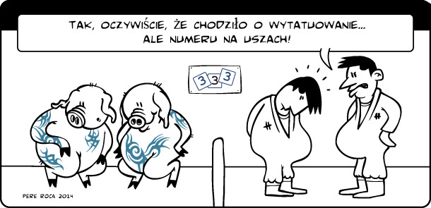 tatuowanie świń