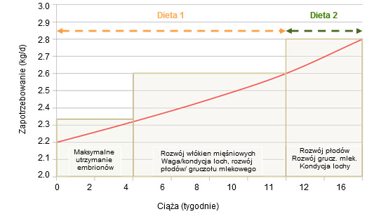 priorytety żywienia loch w ciąży