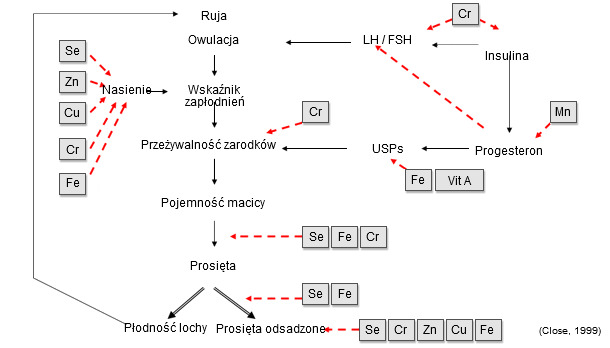 Components of Sow Productivity. Role of trace elements