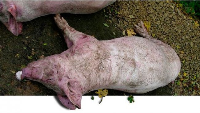 Dead pigs necropsied in the farm at the 1st visit