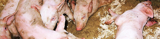 Ostra postać choroby spowodowana przez S. suis