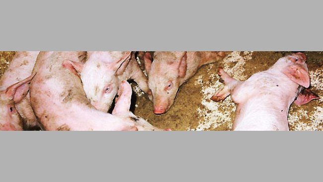 Ostra postać choroby spowodowana przez S. suis