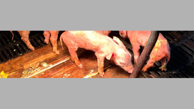 Severe watery yellow diarrhoea and dehydration in PED affected piglets