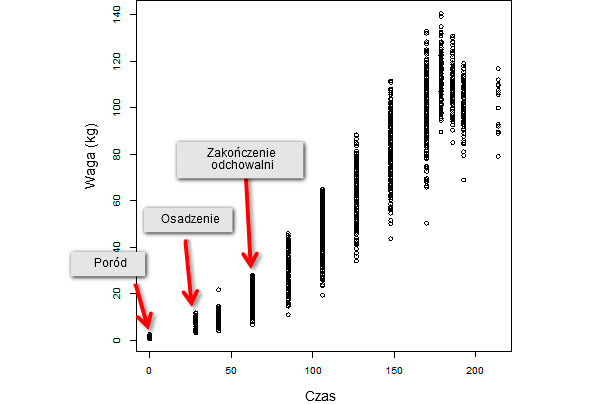 Evolution of body weight over time of an entire population consisting of 347 weaned animals