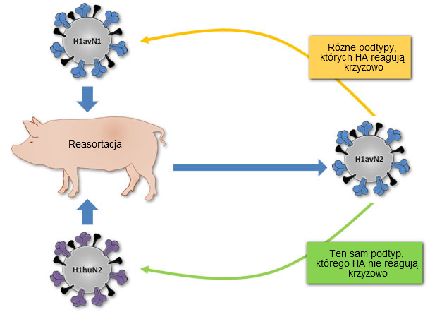 Origin of H1avN2 virus described in Denmark and France