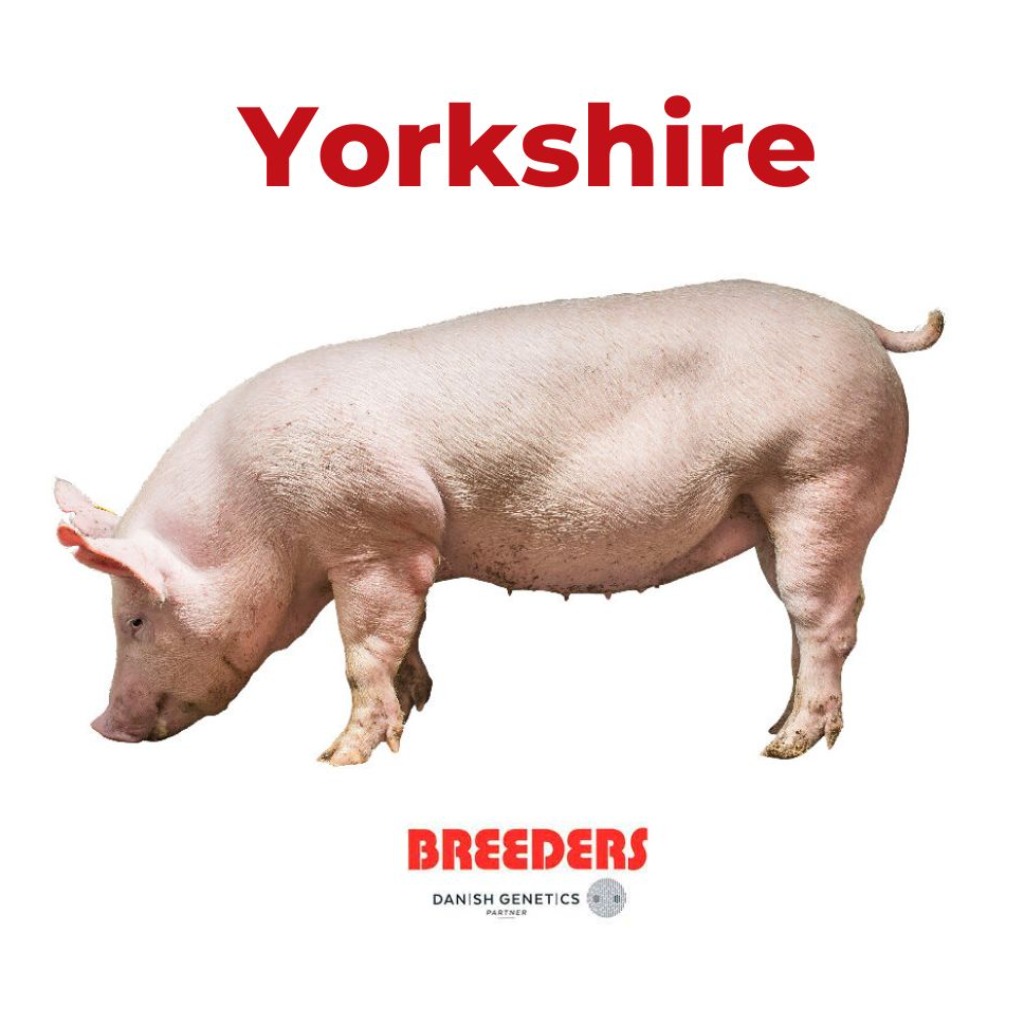 Yorkshire