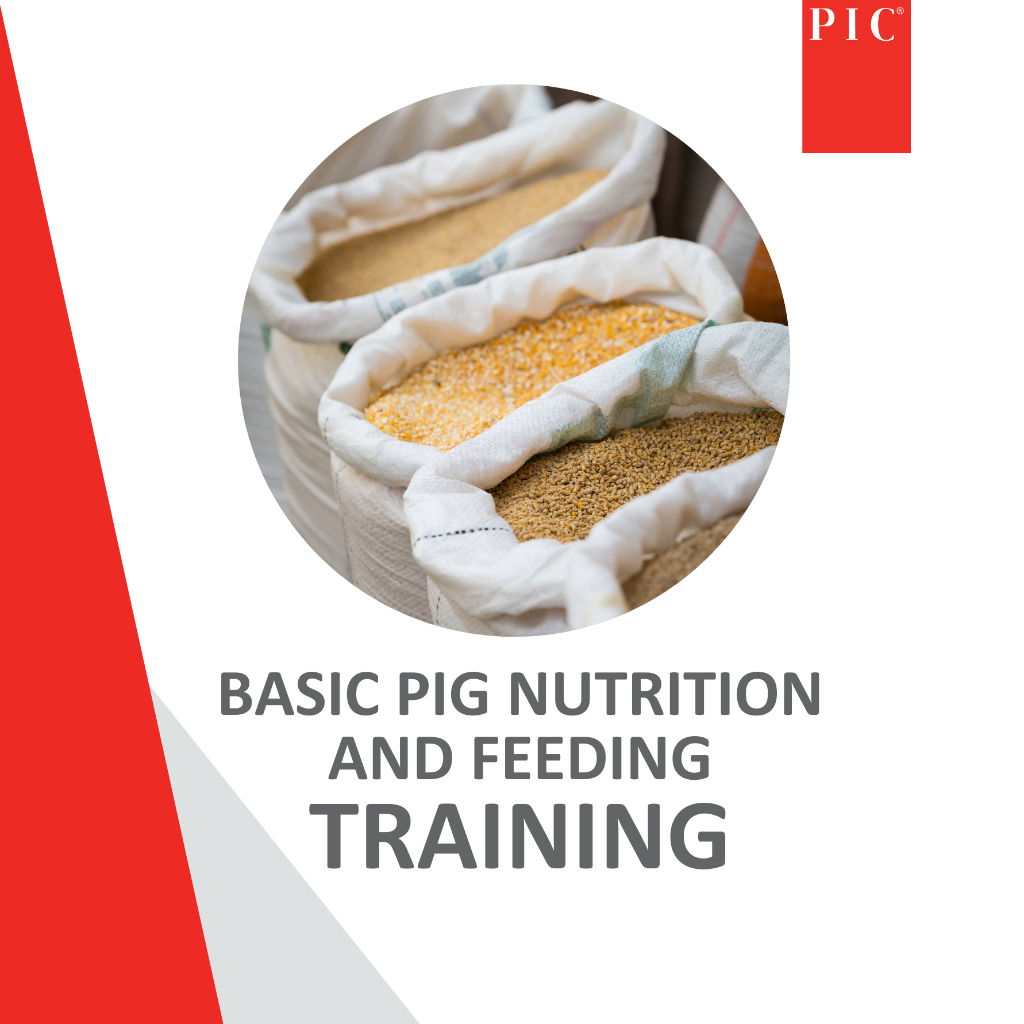 ONLINE Basic pig nutrition &amp;amp; feeding - 26 Aug 2026