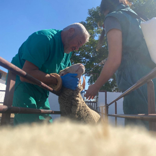 Francisco Jesus Querino Santiago